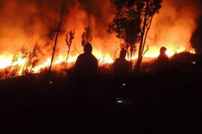 Kebakaran Hutan Berasal Dari Gunung Rinjani